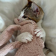 Souky a rejoint le concours — aidez-le/la à gagner de superbes lots ! animal, bunny, cat, clutching, cozy, cute, feline, fur, indoor, kitten, paws, pet, pink, plush_toy, sleeping_area, snuggling, soft, toy, white, white_bedding