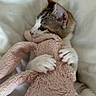animal, bunny, cat, clutching, cozy, cute, feline, fur, indoor, kitten, paws, pet, pink, plush_toy, sleeping_area, snuggling, soft, toy, white, white_bedding