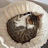 animal, beige, cat, cat_bed, comfortable, cozy, curled_up, cute, domestic_cat, feline, fluffy, fur, home, indoor, pet, resting, sleeping, soft, tabby_cat, wood_floor