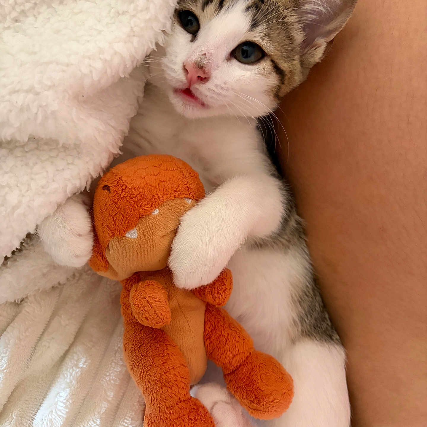Souky participe au concours pour gagner de l'argent avec cette photo : kitten, cat, plush_toy, blanket, snuggling, cute, pet, white_fur, tabby, indoor, cozy, soft_texture, comfort, sleepy, animal, young, paw, toy, resting, fur