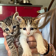 Souky Et Pouky participe au concours pour gagner de l'argent avec cette photo : kitten, cat, pet, animal, cute, indoor, person, hand, floor, kitchen, cabinet, tile_floor, striped_cat, white_cat, young_cat, feline, domestic_animal, curious, small, holding