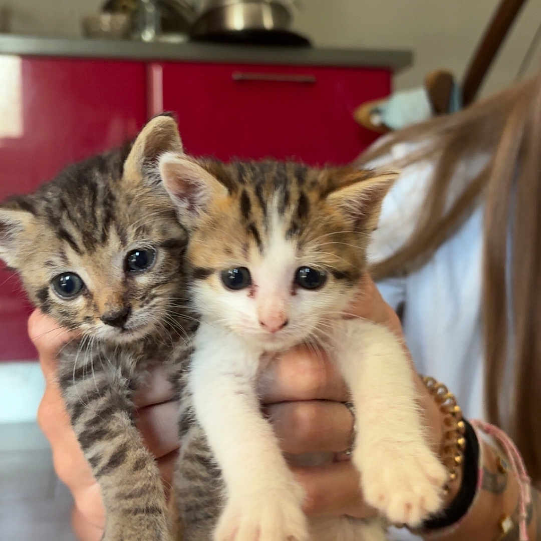 Souky Et Pouky participe au concours pour gagner de l'argent avec cette photo : kitten, cat, pet, animal, cute, indoor, person, hand, floor, kitchen, cabinet, tile_floor, striped_cat, white_cat, young_cat, feline, domestic_animal, curious, small, holding