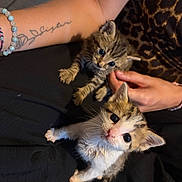 Souky Et Pouky a rejoint le concours — aidez-le/la à gagner de superbes lots ! animal, bracelet, cat, closeup, clothing, curious, cute, feline, fur, hand, indoor, kitten, lap, leopard_print, paws, person, pet, tattoo, whiskers, young