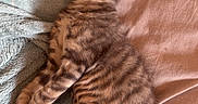 Souky Et Pouky participe au concours pour gagner de l'argent avec cette photo : kitten, cat, sleeping, tabby, pet, animal, feline, cozy, blanket, soft, resting, cute, young, striped, domestic_animal, fur, relaxed, indoor, paw, whiskers