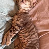kitten, cat, sleeping, tabby, pet, animal, feline, cozy, blanket, soft, resting, cute, young, striped, domestic_animal, fur, relaxed, indoor, paw, whiskers