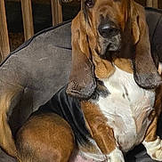 Fred joined the competition — help win amazing prizes! basset_hound, dog, pet, canine, puppy, brown, white, black, ears, nose, bed, furniture, wood, porch, animal, domestic_animal, sitting, relaxed, indoors, decor