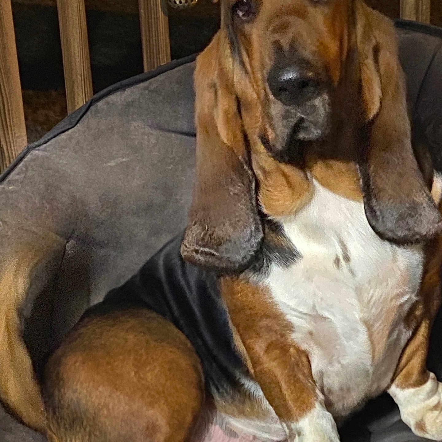Fred joined the competition — help win amazing prizes! animal, basset_hound, bed, black, brown, canine, decor, dog, domestic_animal, ears, furniture, indoors, nose, pet, porch, puppy, relaxed, sitting, white, wood