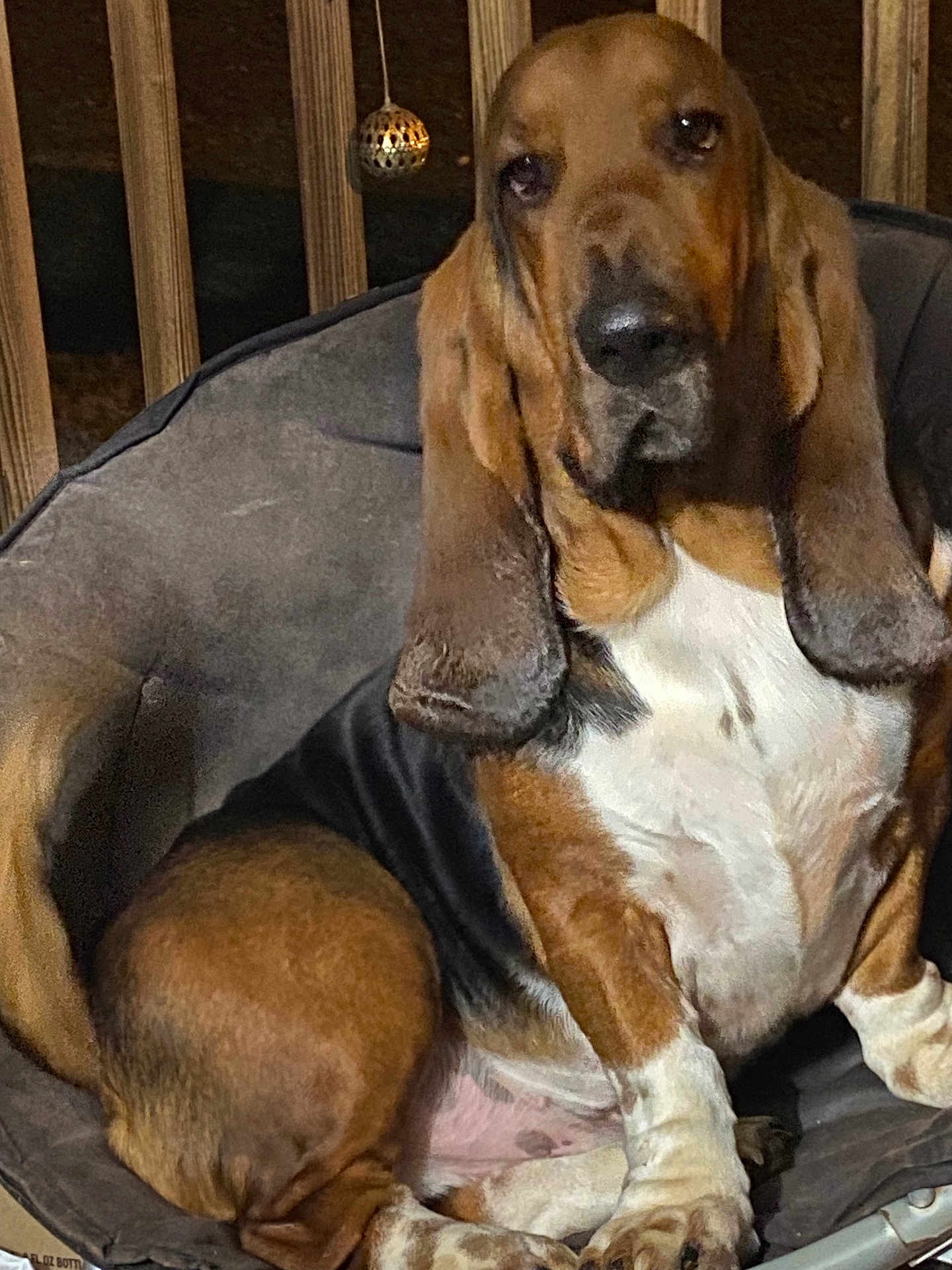Fred joined the competition — help win amazing prizes! basset_hound, dog, pet, canine, puppy, brown, white, black, ears, nose, bed, furniture, wood, porch, animal, domestic_animal, sitting, relaxed, indoors, decor