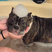 Skye is registered to the contest to win money with this photo: animal, bath, bathtub, brindle, bubble_hat, bubbles, canine, cleaning, cute, dog, foam, hands, indoor, pet, playful, relaxation, skin, tattoo, washing, water
