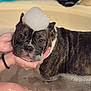 animal, bath, bathtub, brindle, bubble_hat, bubbles, canine, cleaning, cute, dog, foam, hands, indoor, pet, playful, relaxation, skin, tattoo, washing, water
