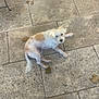 dog, small_dog, white_dog, tan_patch, pet, outdoor, stone_patio, pavement, leaves, footwear, shoe, curious, relaxed, resting, animal, canine, daylight, texture, casual, looking_up