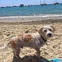 Pollux participe au concours pour gagner de l'argent avec cette photo : dog, beach, sand, sea, water, boats, sunny, outdoor, pet, collar, animal, shore, waves, summer, daytime, nature, curious, wet_fur, coast, vacation