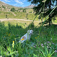 Pollux a rejoint le concours — aidez-le/la à gagner de superbes lots ! dog, grass, wildflowers, meadow, tree, mountains, sky, clouds, nature, outdoor, animal, pet, greenery, landscape, sunlight, shadows, flora, summer, hill, field