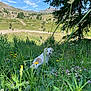 dog, grass, wildflowers, meadow, tree, mountains, sky, clouds, nature, outdoor, animal, pet, greenery, landscape, sunlight, shadows, flora, summer, hill, field