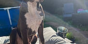 Oslo participe au concours pour gagner de l'argent avec cette photo : animal, beverage, blanket, bulldog, canine, cushion, dog, dogbed, furniture, homedecor, hound, linen, nature, outdoors, pet, pitbull, pointer, puppy, sky, sunlight