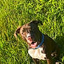 Oslo participe au concours pour gagner de l'argent avec cette photo : animal, bulldog, canine, dog, face, field, grass, grassland, green, head, hound, nature, outdoors, person, pet, photography, plant, portrait, puppy, vegetation
