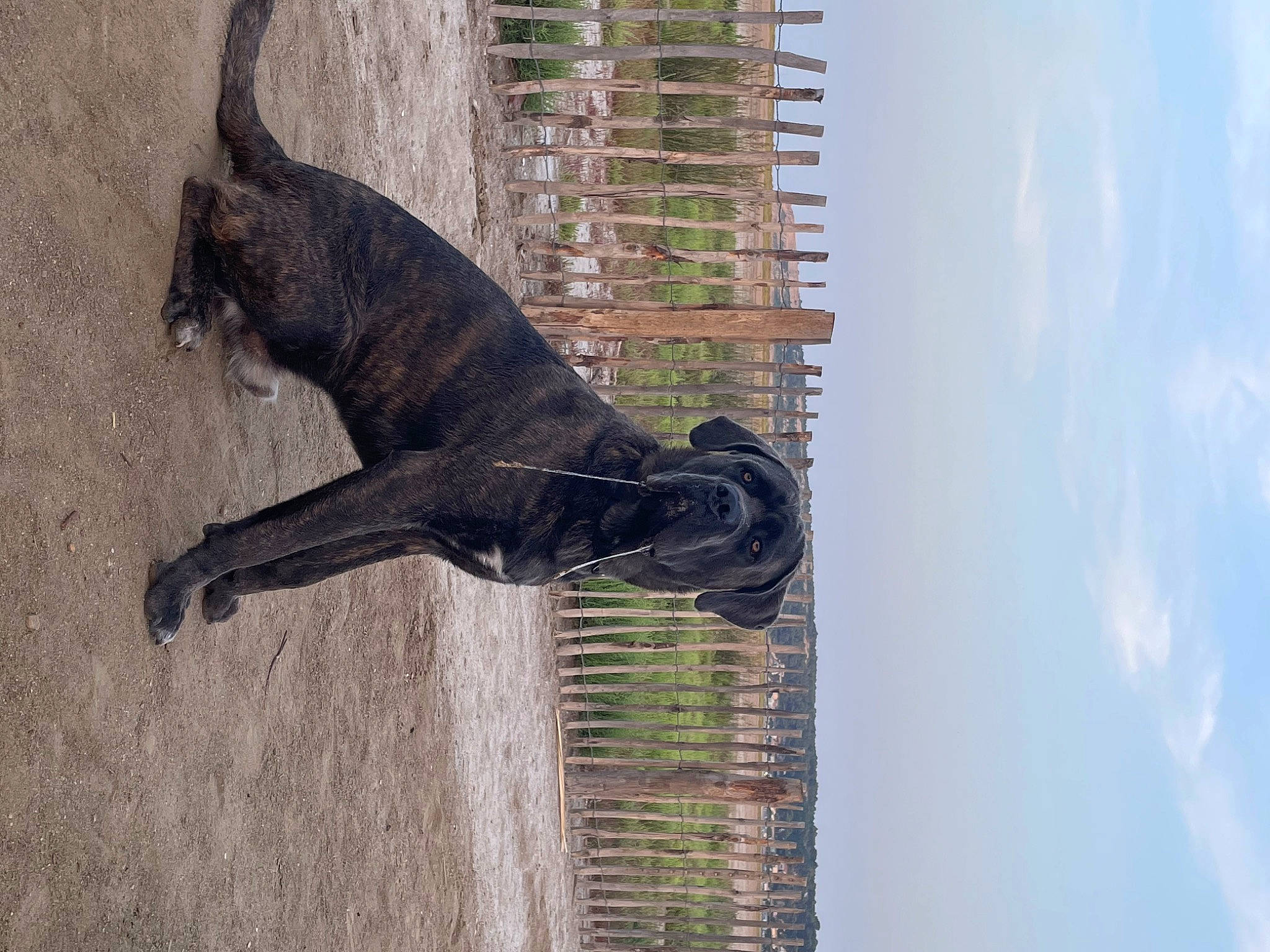 Jarvis a rejoint le concours — aidez-le/la à gagner de superbes lots ! art, carnivore, cloud, dog, dog_breed, fawn, felidae, pet_supply, plant, sculpture, sky, small_to_medium_sized_cats, snout, sporting_group, tail, terrestrial_animal, tree, trunk, window, wood