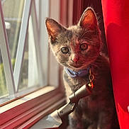 Esmé joined the competition — help win amazing prizes! kitten, cat, windowsill, window, curtain, red_curtain, collar, sunlight, indoor, pet, animal, closeup, domestic_cat, young_cat, feline, whiskers, ears, paws, reflection, home