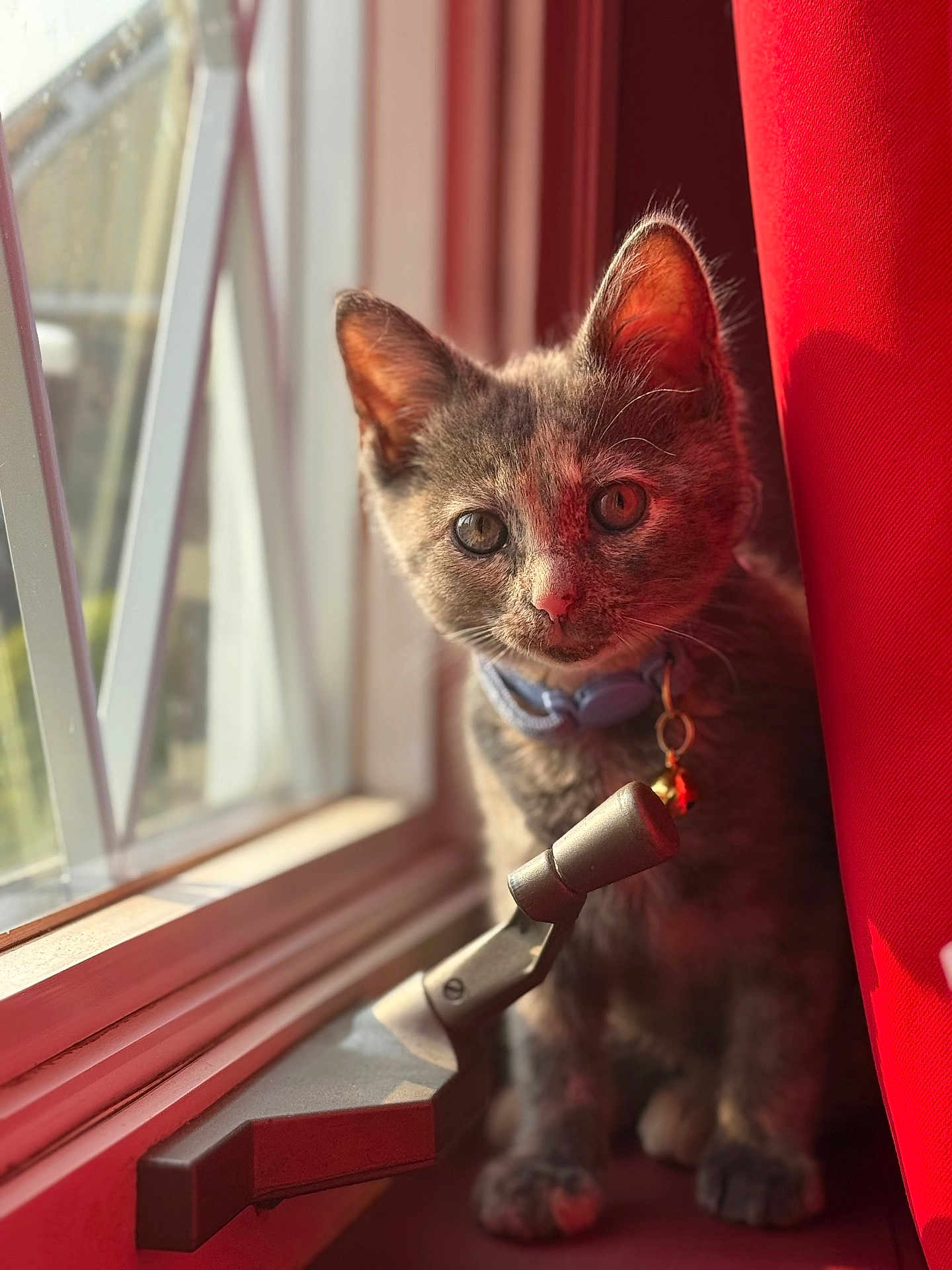 Esmé joined the competition — help win amazing prizes! kitten, cat, windowsill, window, curtain, red_curtain, collar, sunlight, indoor, pet, animal, closeup, domestic_cat, young_cat, feline, whiskers, ears, paws, reflection, home