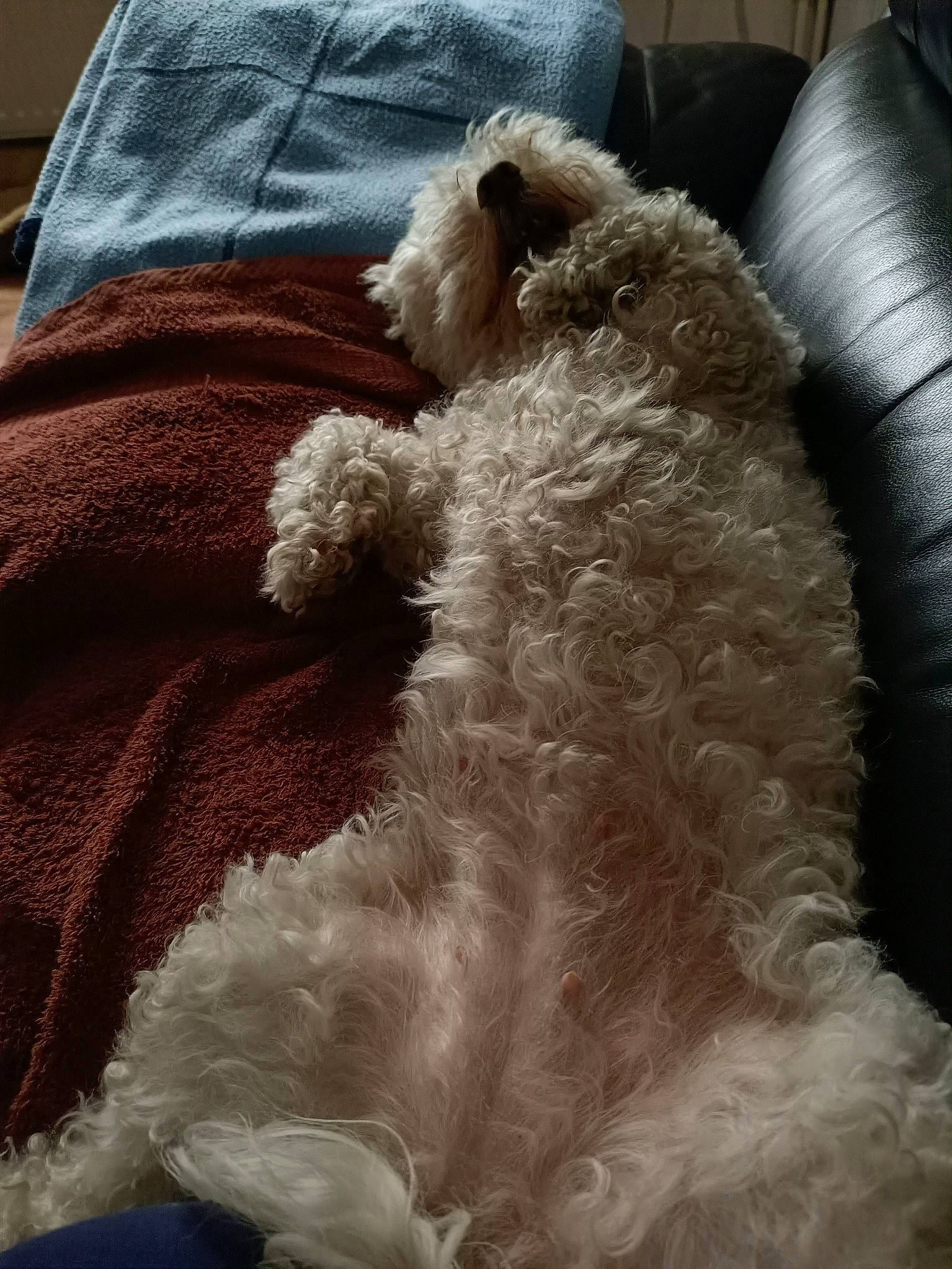 Hiris a rejoint le concours — aidez-le/la à gagner de superbes lots ! canidae, carnivore, comfort, companion_dog, couch, dog, dog_breed, fawn, fur, linens, mammal, snout, sporting_group, stuffed_toy, tail, terrestrial_animal, terrier, window, wool, working_animal