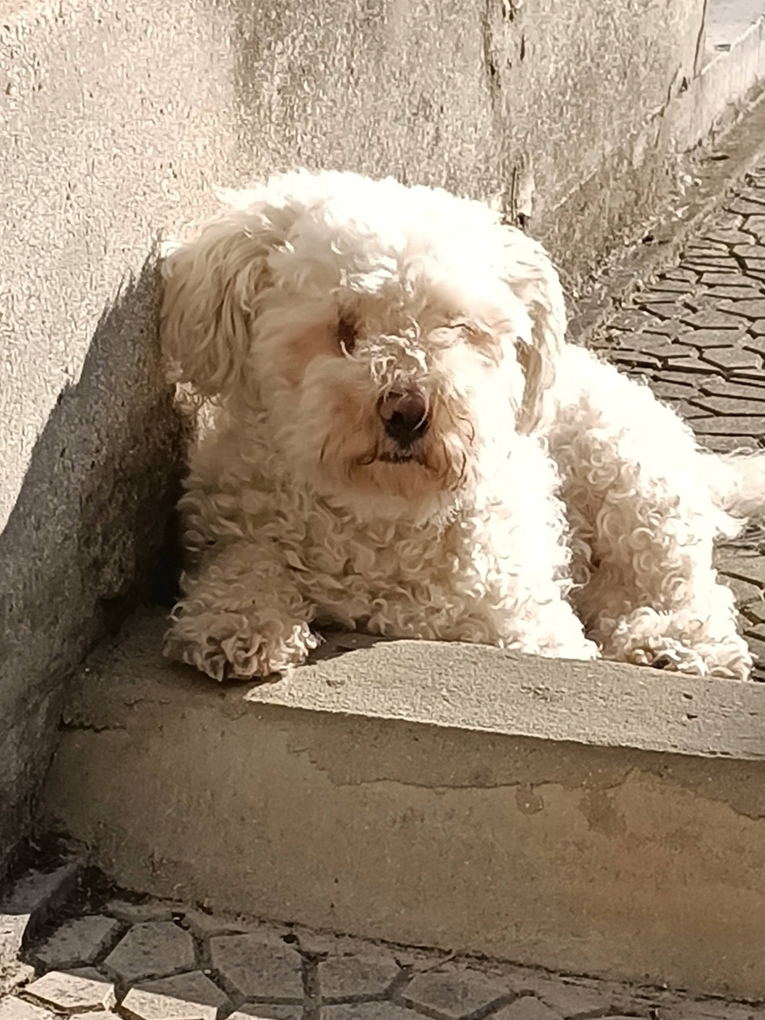 Hiris participe au concours pour gagner de l'argent avec cette photo : canidae, carnivore, companion_dog, dog, dog_breed, fur, grey, maltepoo, monochrome, monochrome_photography, non_sporting_group, poodle, rectangle, small_terrier, snout, sporting_group, terrier, toy_dog, water_dog, working_animal