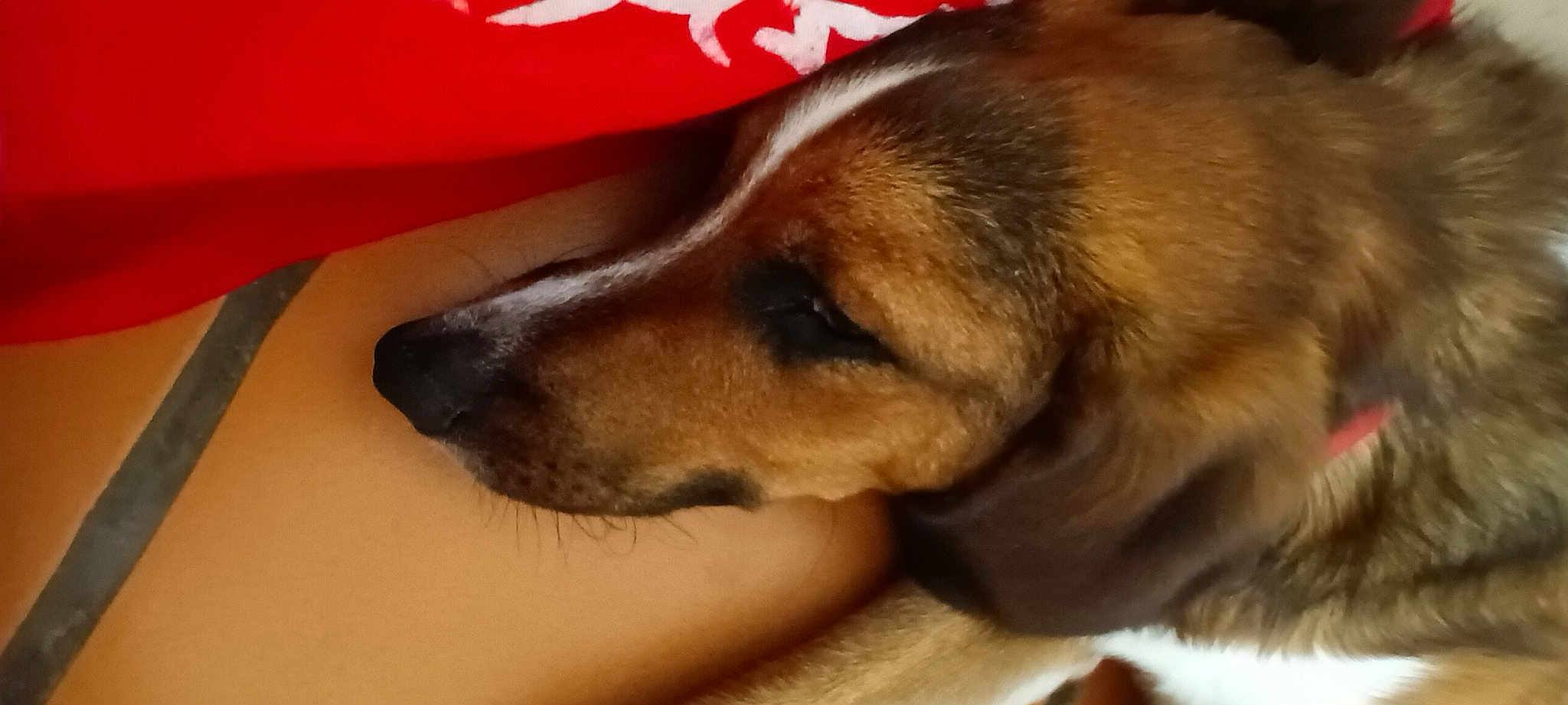Oscar