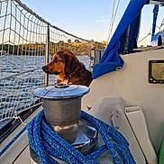 Oscar participe au concours pour gagner de l'argent avec cette photo : animal, blue, calm, collar, dock, dog, landscape, leisure, metal, nature, nautical, net, outdoor, pet, rope, sailboat, sea, sky, sunset, water