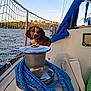 Oscar a rejoint le concours — aidez-le/la à gagner de superbes lots ! animal, blue, boat_deck, brown, calm, dog, leisure, marine, nature, netting, outdoor, pet, reflection, rope, sailboat, sky, sunset, trees, water, winch