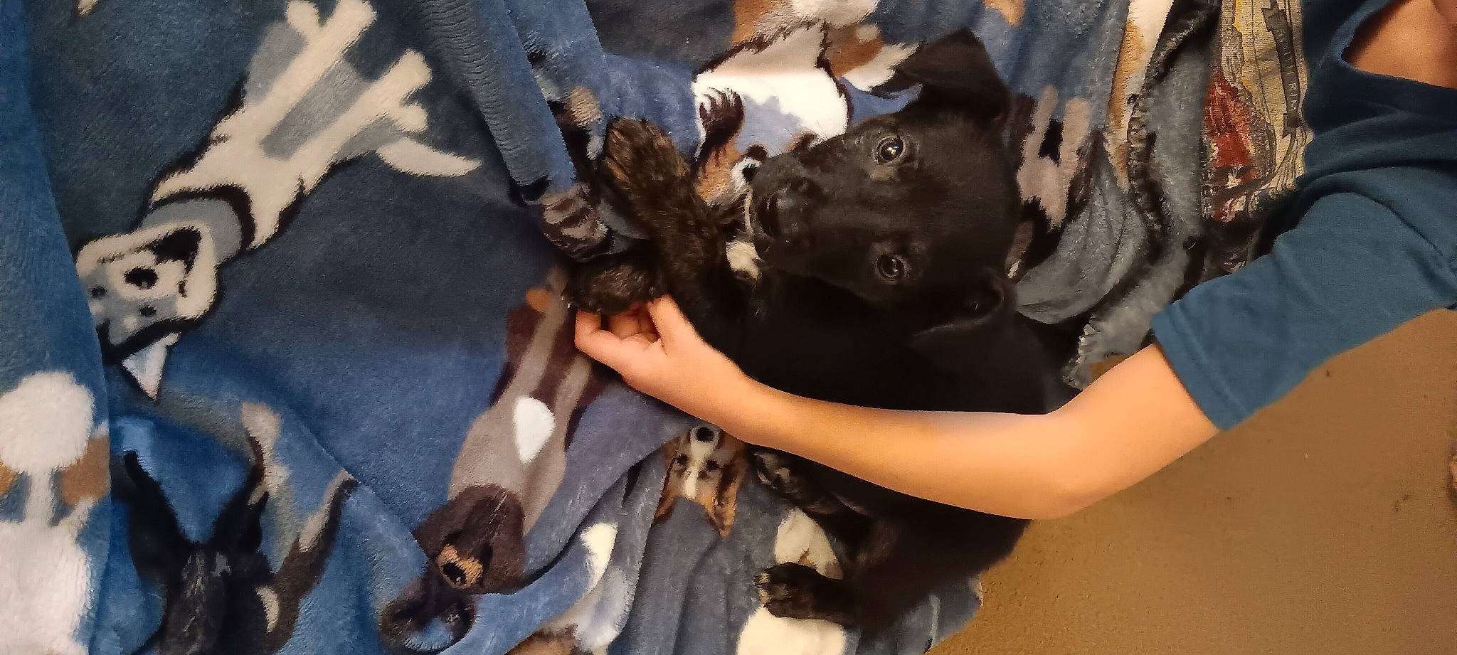 Wolverine is registered to the contest to win money with this photo: adventure, canidae, dog_breed, event, fawn, fun, fur, gesture, hand, hat, nail, sporting_group, t_shirt, tree, working_animal, wrist