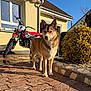 dog, animal, dirt_bike, motorcycle, outdoor, sunlight, driveway, house, window, bush, plant, pavement, shadow, daytime, pet, fur, ears, tail, garden, clear_sky