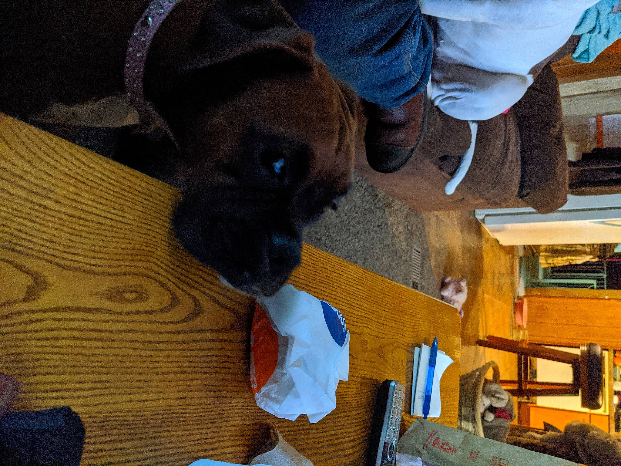 Leaping Leah is registered to the contest to win money with this photo: canidae, carnivore, dog, dog_breed, fawn, sporting_group