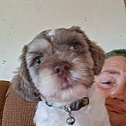 Kilo is registered to the contest to win money with this photo: dog, pet, collar, bell, closeup, person, green_hair, face, indoor, couch, chair, wall, decor, furniture, cute, animal, portrait, seated, expression, furry