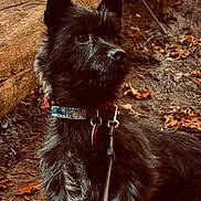 Jax is registered to the contest to win money with this photo: dog, black_dog, leash, collar, outdoor, forest, leaves, log, animal, pet, nature, fur, ears, alert, walking, canine, autumn, closeup, mammal, adventure