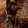 dog, black_dog, leash, collar, outdoor, forest, leaves, log, animal, pet, nature, fur, ears, alert, walking, canine, autumn, closeup, mammal, adventure