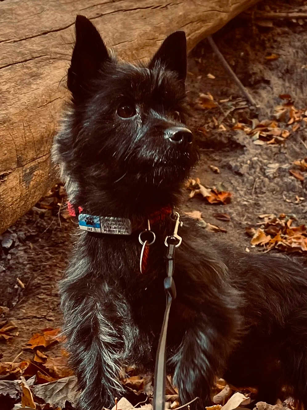 Jax