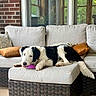 dog, black_and_white, sofa, outdoor_furniture, pillows, toy, relaxed, pet, canine, chewing, cozy, brick_wall, window, cushion, fur, tail, resting, home, leisure, companion