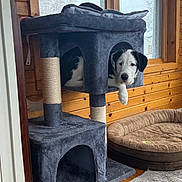 Connie joined the competition — help win amazing prizes! dog, pet, cat_tree, indoor, wooden_wall, window, pet_bed, cozy, black_and_white, resting, curious, furniture, floor_rug, home, animal, domestic, relaxed, paw, looking, cute