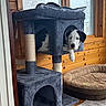 dog, pet, cat_tree, indoor, wooden_wall, window, pet_bed, cozy, black_and_white, resting, curious, furniture, floor_rug, home, animal, domestic, relaxed, paw, looking, cute