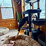 dog, cat_tree, pet_bed, toy, wooden_wall, window, snow, plant, indoor, cozy, floor, carpet, animal, furniture, curious, black_and_white, pet, home, relaxing, daylight