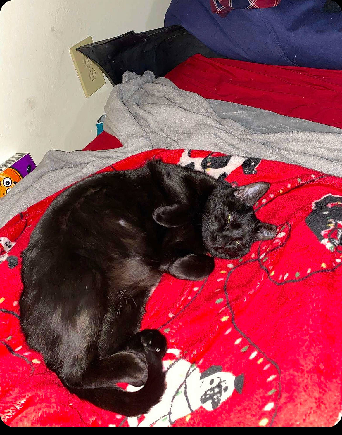 Katana is registered to the contest to win money with this photo: bedding, black, black_cat, bombay, carmine, carnivore, cat, claw, comfort, domestic_short_haired_cat, felidae, fur, grey, linens, magenta, rectangle, red, small_to_medium_sized_cats, tail, whiskers