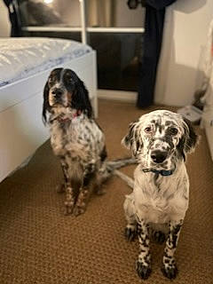 Tyson participe au concours pour gagner de l'argent avec cette photo : bored, canidae, carnivore, companion_dog, dog, dog_breed, floor, flooring, fur, gun_dog, metal, non_sporting_group, paw, spaniel, sporting_group, tail, terrestrial_animal, toy_dog, working_animal, working_dog