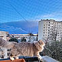 animal, apartmentbuilding, architecture, building, cat, city, cityscape, condo, highrise, housing, nature, neighborhood, officebuilding, outdoors, pet, plant, pottedplant, shelter, sky, urban