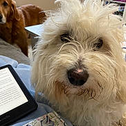 Roméo participe au concours pour gagner de l'argent avec cette photo : blanket, bookshelf, brown_stains, close_up, cozy, dog, ebook_reader, fluffy_fur, golden_retriever, indoor, kindle, living_room, looking_at_camera, messy_hair, nose, pet, portrait, second_dog, whiskers, white_dog