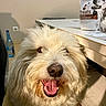 Roméo a rejoint le concours — aidez-le/la à gagner de superbes lots ! bottle, close_up, counter, dog, dog_face, dog_treats, fluffy, food_bag, home, indoor, long_hair, nose, package, pet, smiling, table, teeth, tongue_out, white_fur, window