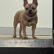 Turbo joined the competition — help win amazing prizes! animal, canine, collar, concrete, cute, dog, domestic, ears, french_bulldog, friendly, happy, mammal, outdoor, pet, portrait, smiling, standing, step, tongue, wall