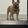 animal, canine, collar, concrete, cute, dog, domestic, ears, french_bulldog, friendly, happy, mammal, outdoor, pet, portrait, smiling, standing, step, tongue, wall