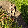Turbo is registered to the contest to win money with this photo: animal, bushes, canine, daylight, dog, ears, french_bulldog, garden, greenery, happy, leaves, nature, outdoor, path, pet, shadow, smiling, summer, sunlight, tongue