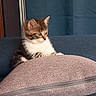 Le Nain a rejoint le concours — aidez-le/la à gagner de superbes lots ! kitten, cat, pet, furry, cute, indoor, sofa, pillow, brown, white, striped, young, small, domestic, animal, resting, curious, cozy, soft, fur