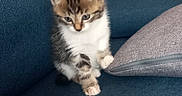 Le Nain participe au concours pour gagner de l'argent avec cette photo : kitten, cat, animal, pet, indoor, couch, blue_couch, pillow, gray_pillow, hand, curious, small, furry, tabby, white_paws, soft, cute, young, feline, domestic_cat