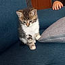 kitten, cat, animal, pet, indoor, couch, blue_couch, pillow, gray_pillow, hand, curious, small, furry, tabby, white_paws, soft, cute, young, feline, domestic_cat